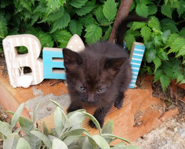 Tina - Hembra - 15/04/25
