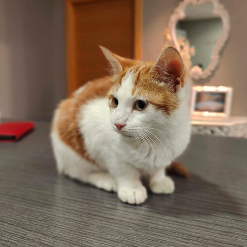 Otto - Gatito - 05/09/25