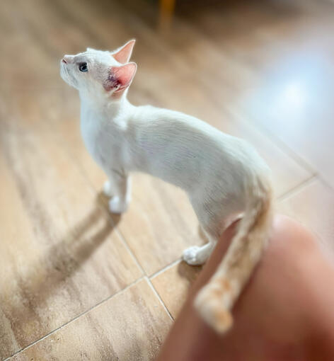 Chachi - Macho - 10/04/25