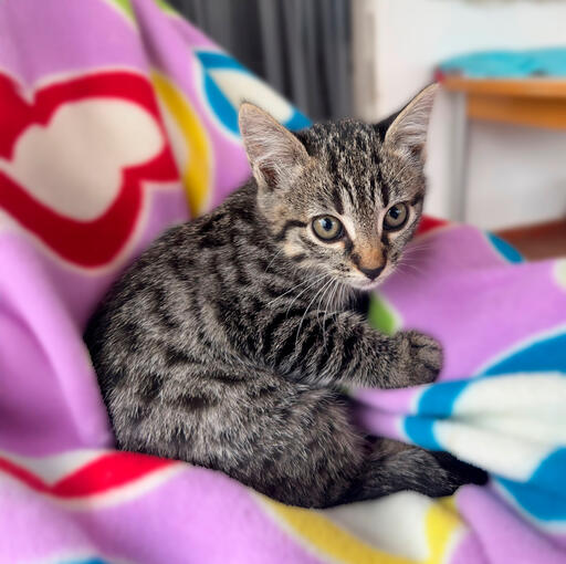 Canela - Gatita - 09/09/25