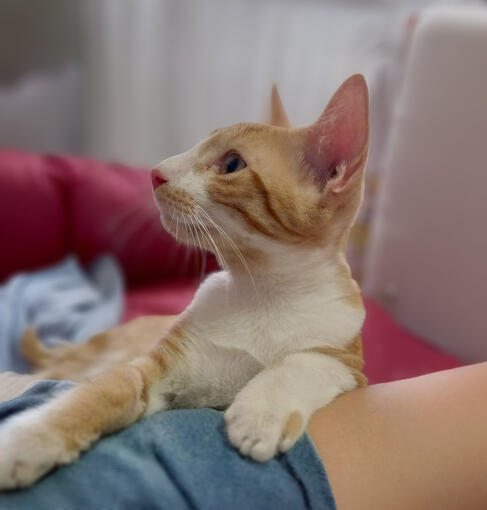 Canelo - Gatito - 10/04/25