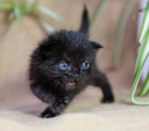 Chandler - Gatito - 02/10/25