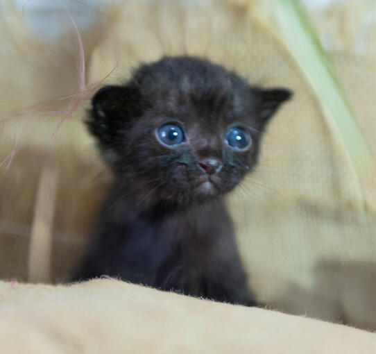 Joey - Gatito - 02/10/25