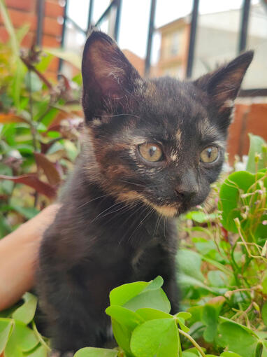 Estrellita - Hembra - 20/05/25